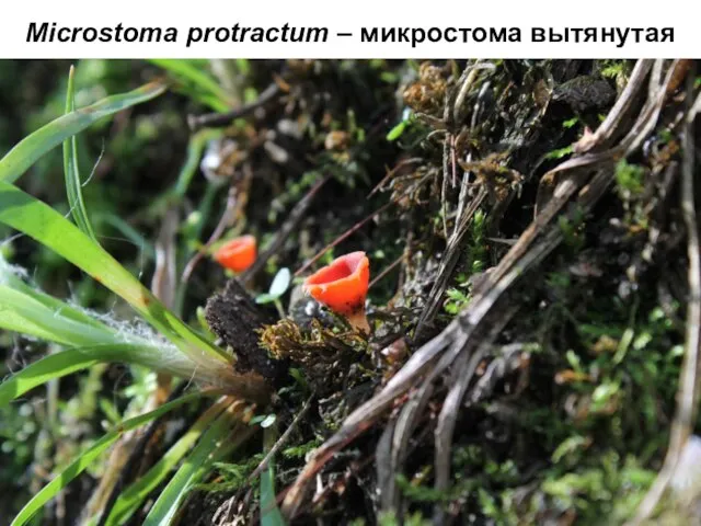 Microstoma protractum – микростома вытянутая