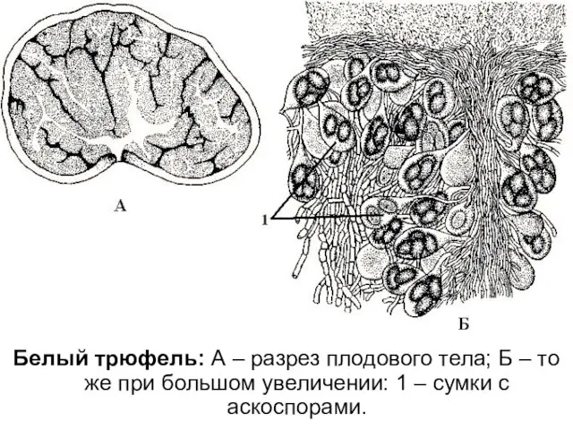 Белый трюфель: А – разрез плодового тела; Б – то же