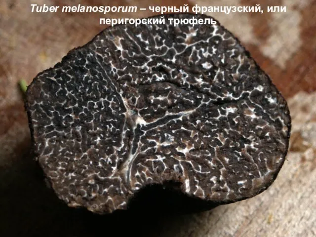 Tuber melanosporum – черный французский, или перигорский трюфель