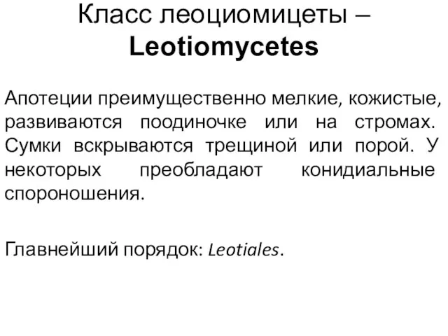 Класс леоциомицеты – Leotiomycetes Апотеции преимущественно мелкие, кожистые, развиваются поодиночке или