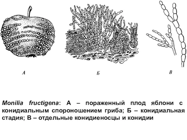 Monilia fructigena: А – пораженный плод яблони с конидиальным спороношением гриба;