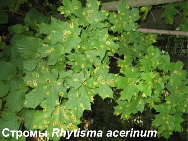 Стромы Rhytisma acerinum