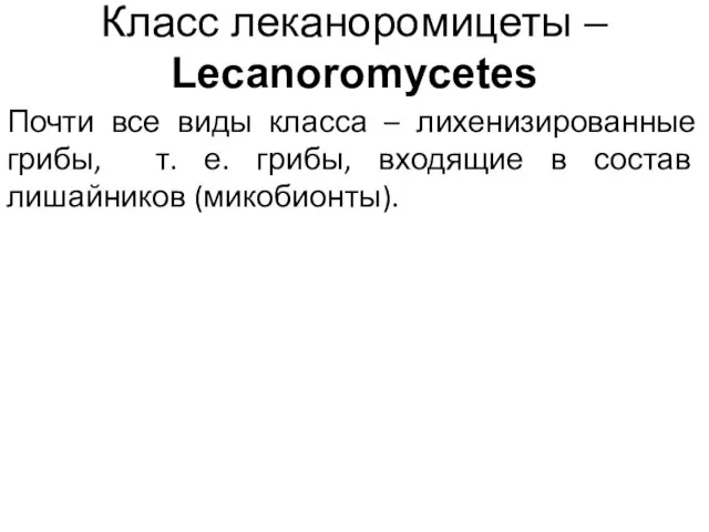 Класс леканоромицеты – Lecanoromycetes Почти все виды класса – лихенизированные грибы,