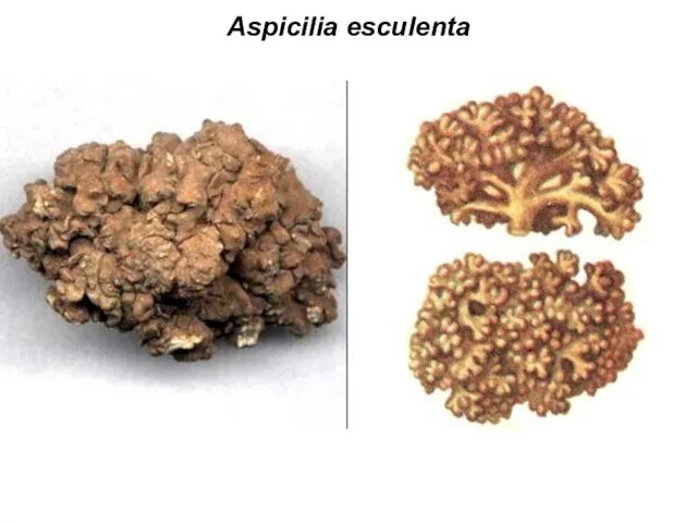 Aspicilia esculenta