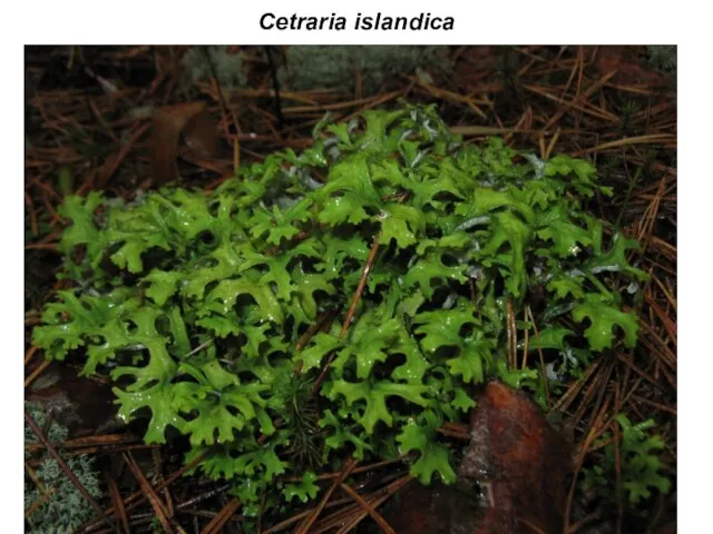 Cetraria islandica