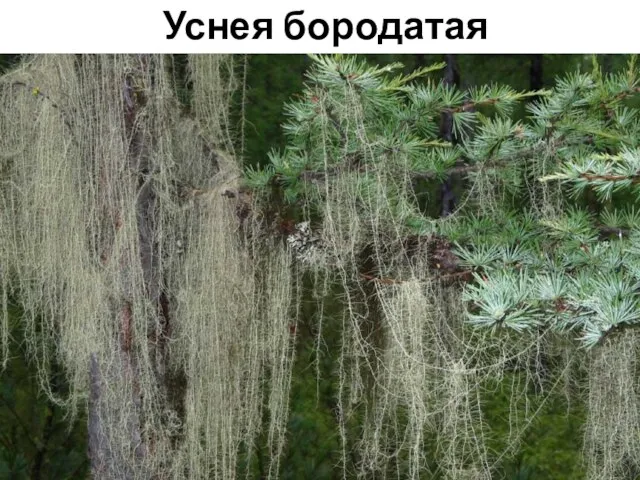 Уснея бородатая