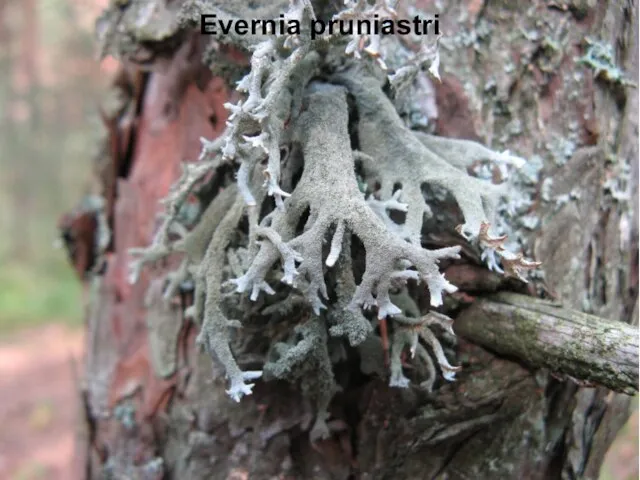 Evernia pruniastri