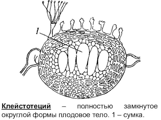 Клейстотеций – полностью замкнутое округлой формы плодовое тело. 1 – сумка.
