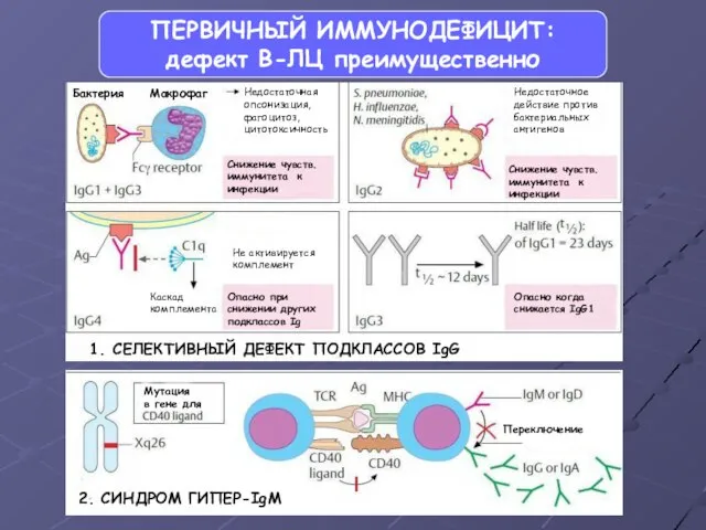 ПЕРВИЧНЫЙ ИММУНОДЕФИЦИТ: дефект В-ЛЦ преимущественно 1. СЕЛЕКТИВНЫЙ ДЕФЕКТ ПОДКЛАССОВ IgG Бактерия