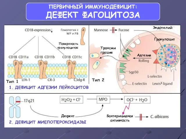 ПЕРВИЧНЫЙ ИММУНОДЕФИЦИТ: ДЕФЕКТ ФАГОЦИТОЗА 1. ДЕФИЦИТ АДГЕЗИИ ЛЕЙКОЦИТОВ 2. ДЕФИЦИТ МИЕЛОПЕРОКСИДАЗЫ