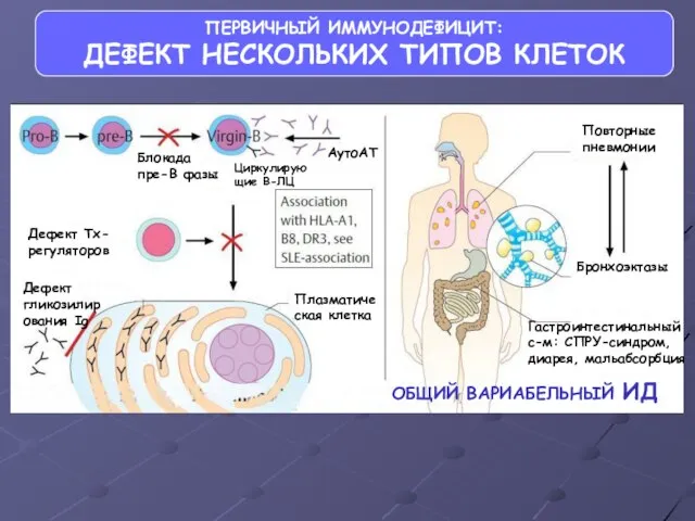 ПЕРВИЧНЫЙ ИММУНОДЕФИЦИТ: ДЕФЕКТ НЕСКОЛЬКИХ ТИПОВ КЛЕТОК Дефект Тх-регуляторов Плазматическая клетка Дефект