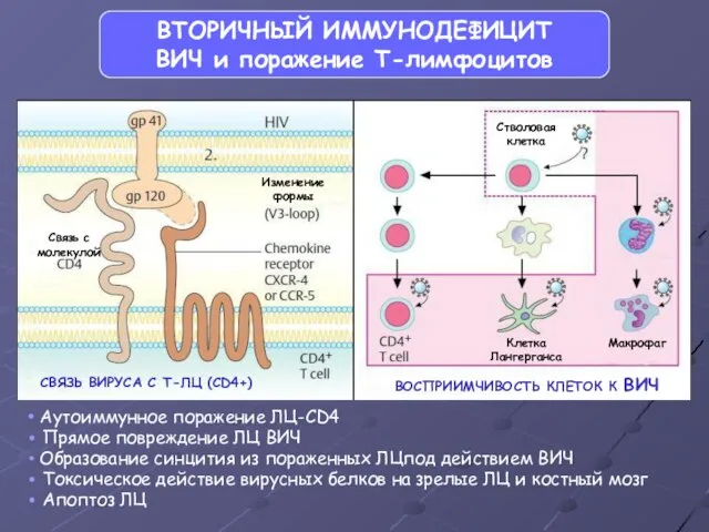 ВТОРИЧНЫЙ ИММУНОДЕФИЦИТ ВИЧ и поражение Т-лимфоцитов Связь с молекулой Изменение формы