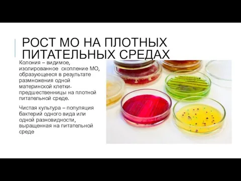 РОСТ МО НА ПЛОТНЫХ ПИТАТЕЛЬНЫХ СРЕДАХ Колония – видимое, изолированное скопление