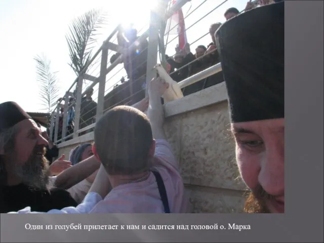 Один из голубей прилетает к нам и садится над головой о. Марка