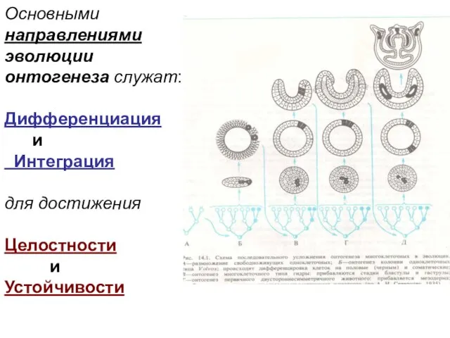 Основными направлениями эволюции онтогенеза служат: Дифференциация и Интеграция для достижения Целостности и Устойчивости