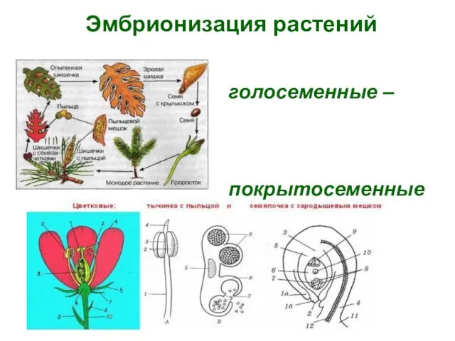 Эмбрионизация растений голосеменные – покрытосеменные