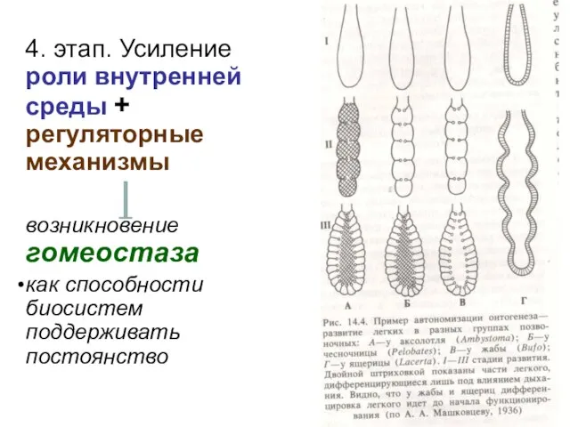 4. этап. Усиление роли внутренней среды + регуляторные механизмы возникновение гомеостаза как способности биосистем поддерживать постоянство