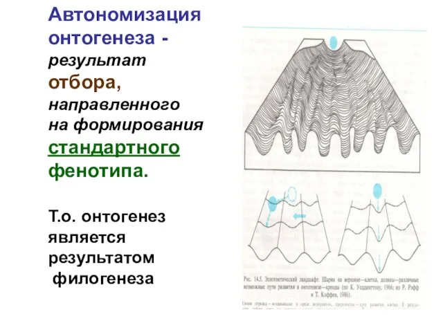 Автономизация онтогенеза - результат отбора, направленного на формирования стандартного фенотипа. Т.о. онтогенез является результатом филогенеза