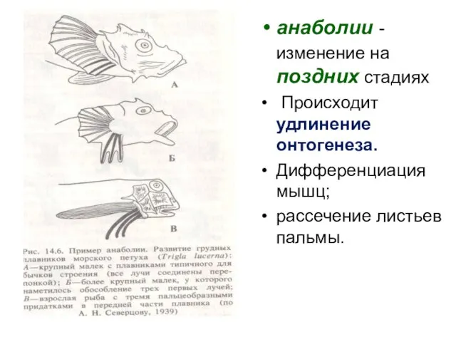 анаболии - изменение на поздних стадиях Происходит удлинение онтогенеза. Дифференциация мышц; рассечение листьев пальмы.