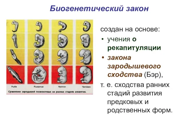 Биогенетический закон создан на основе: учения о рекапитуляции закона зародышевого сходства