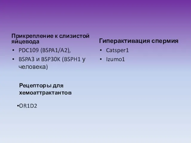 Прикрепление к слизистой яйцевода PDC109 (BSPA1/A2), BSPA3 и BSP30K (BSPH1 у