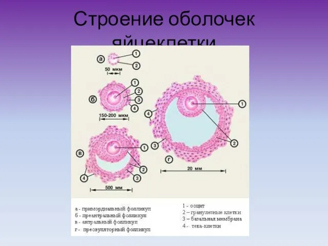 Строение оболочек яйцеклетки