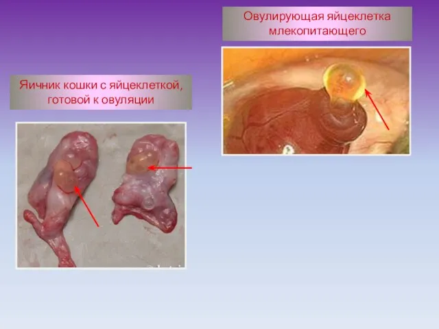 Овулирующая яйцеклетка млекопитающего Яичник кошки с яйцеклеткой, готовой к овуляции