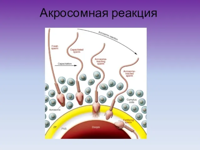 Акросомная реакция