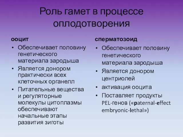 Роль гамет в процессе оплодотворения ооцит Обеспечивает половину генетического материала зародыша