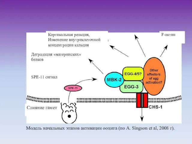 Модель начальных этапов активации ооцита (по A. Singson et al, 2008 г).