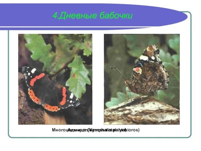 4.Дневные бабочки Многоцветница (Nymphalis polychioros) Адмирал(Vanessa atalanta)