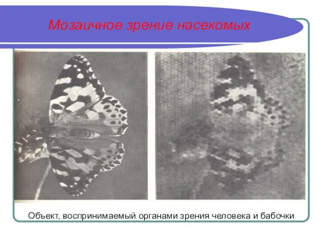 Мозаичное зрение насекомых Объект, воспринимаемый органами зрения человека и бабочки