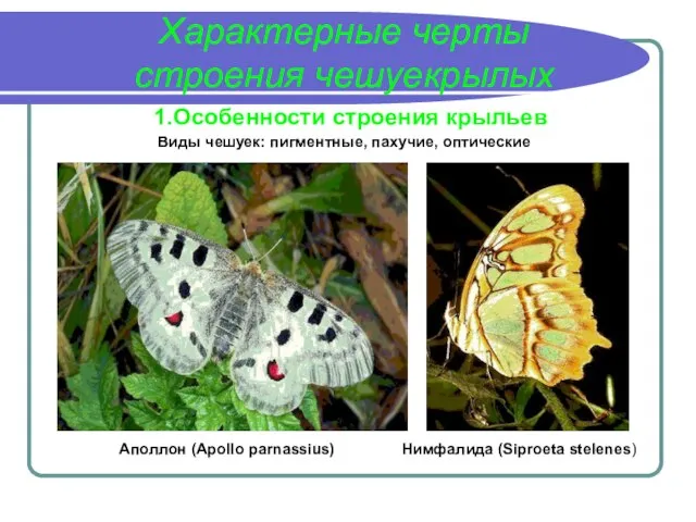 Характерные черты строения чешуекрылых 1.Особенности строения крыльев Аполлон (Apollo parnassius) Виды