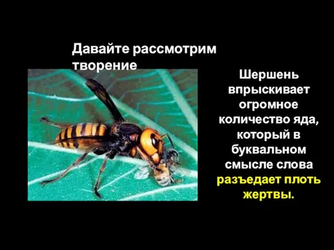 Давайте рассмотрим творение Шершень впрыскивает огромное количество яда, который в буквальном смысле слова разъедает плоть жертвы.