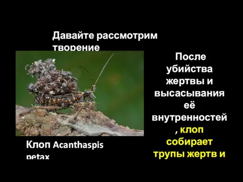 Давайте рассмотрим творение После убийства жертвы и высасывания её внутренностей, клоп