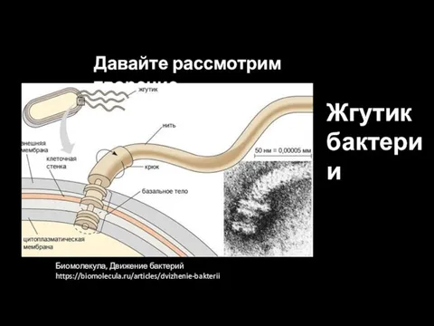 Давайте рассмотрим творение Жгутик бактерии Биомолекула, Движение бактерий https://biomolecula.ru/articles/dvizhenie-bakterii