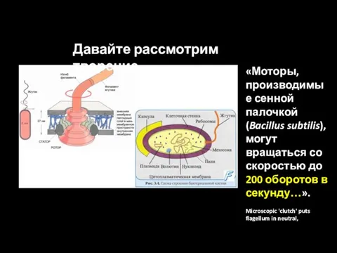 Давайте рассмотрим творение «Моторы, производимые сенной палочкой (Bacillus subtilis), могут вращаться