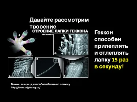 Давайте рассмотрим творение Геккон способен прилеплять и отлеплять лапку 15 раз