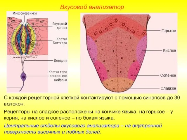 Вкусовой анализатор С каждой рецепторной клеткой контактируют с помощью синапсов до