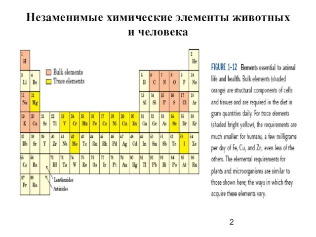 Незаменимые химические элементы животных и человека