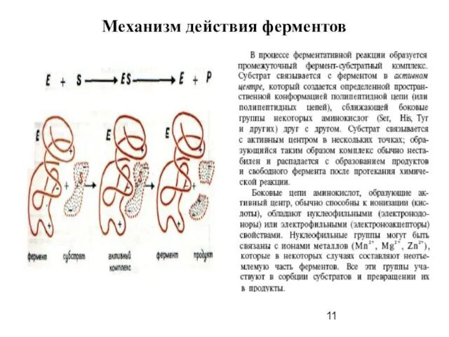 Механизм действия ферментов