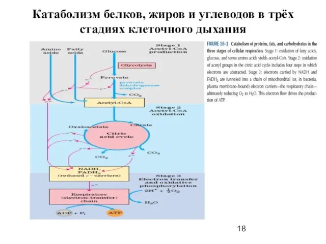 Катаболизм белков, жиров и углеводов в трёх стадиях клеточного дыхания