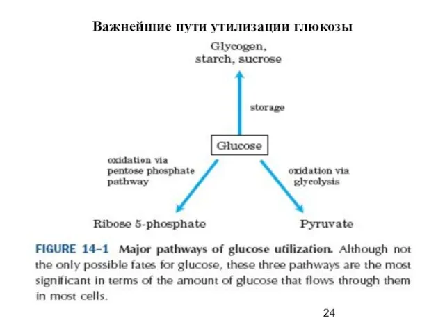 Важнейшие пути утилизации глюкозы