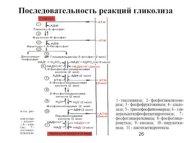 Последовательность реакций гликолиза