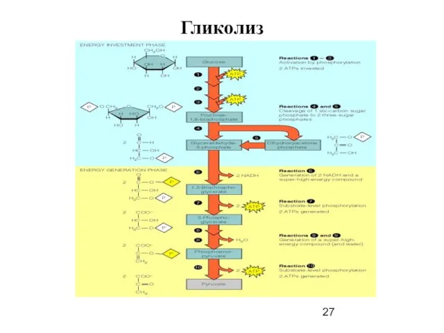 Гликолиз