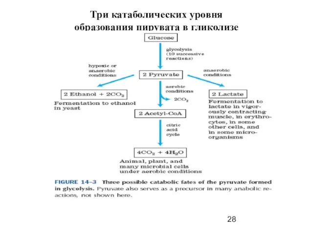 Три катаболических уровня образования пирувата в гликолизе