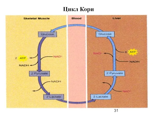 Цикл Кори