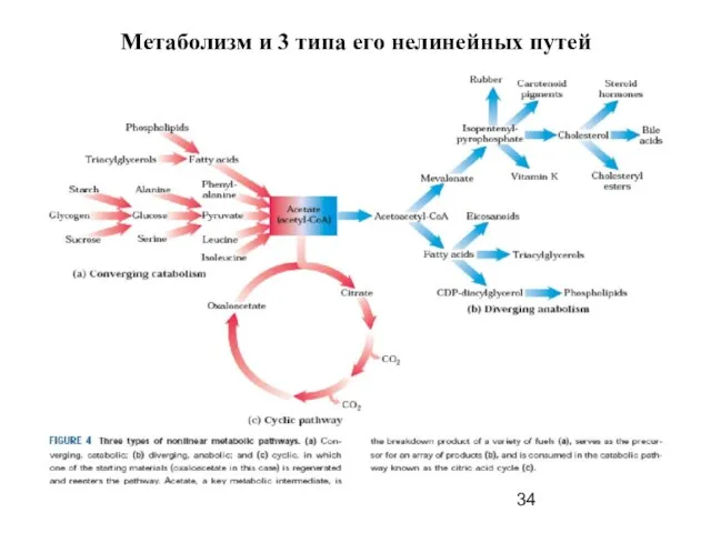 Метаболизм и 3 типа его нелинейных путей