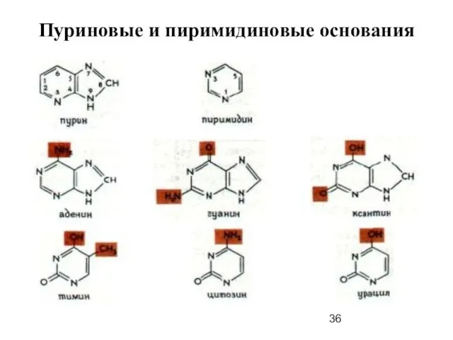 Пуриновые и пиримидиновые основания