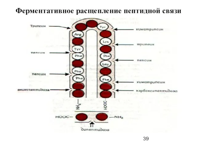 Ферментативное расщепление пептидной связи